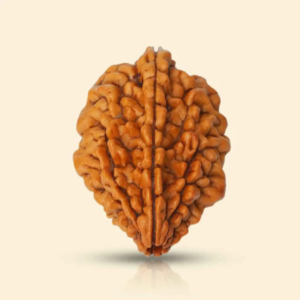 2 MUKHI RUDRAKSHA