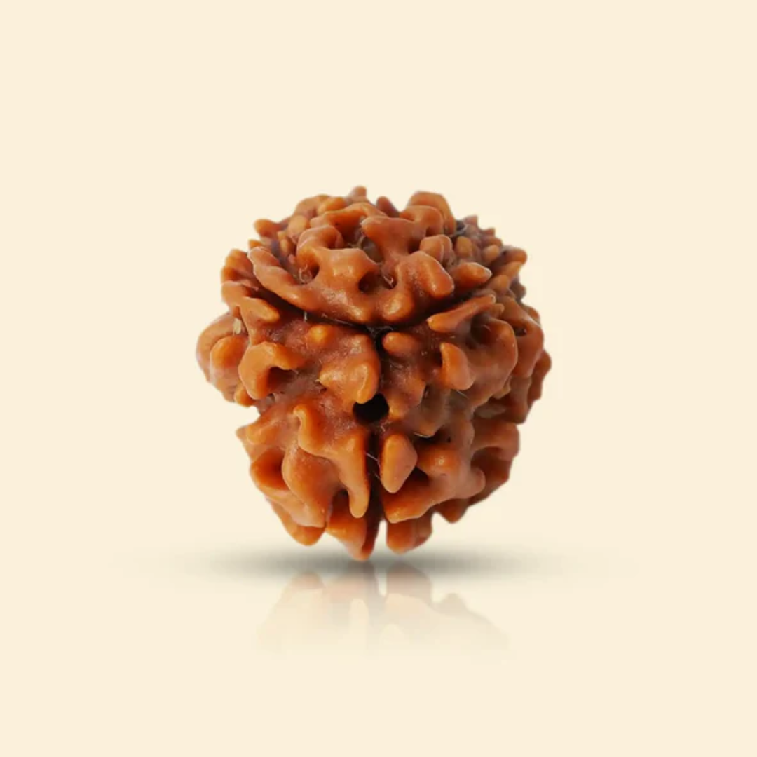 3 MUKHI RUDRAKSHA 1 3 MUKHI RUDRAKSHA