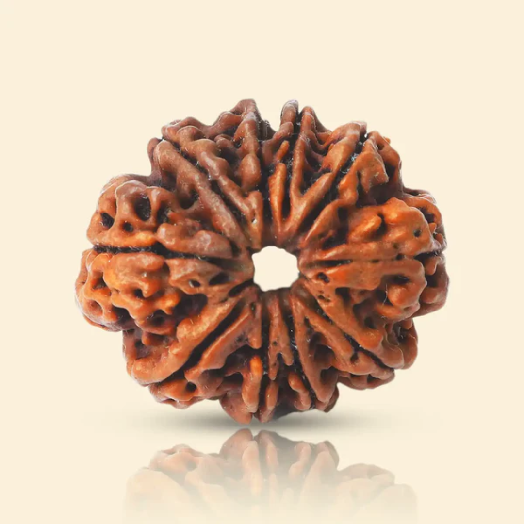 9 MUKHI RUDRAKSHA