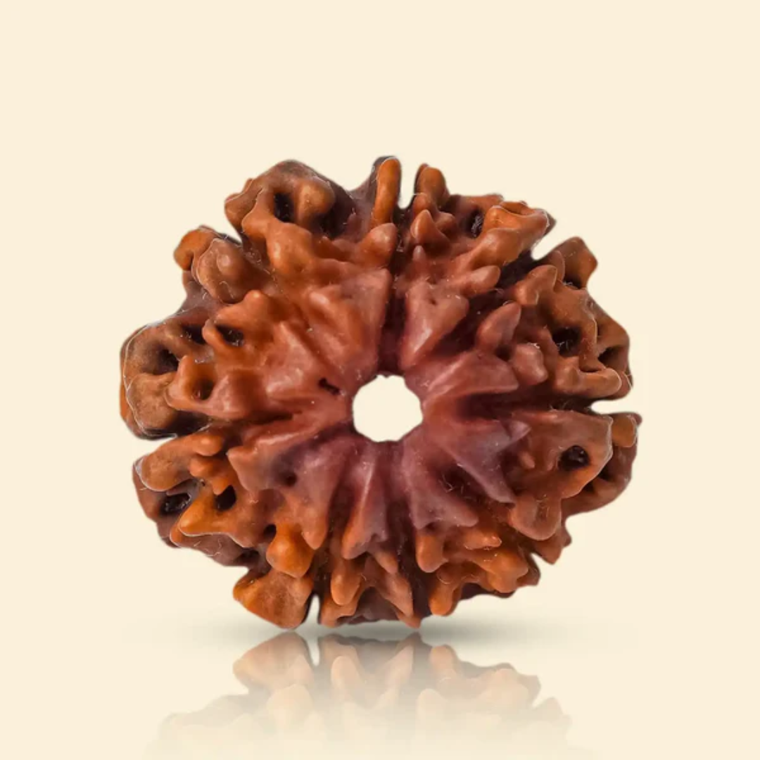 8 MUKHI RUDRAKSHA