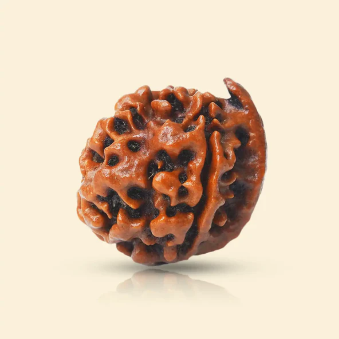 GANESH MUKHI RUDRAKSHA