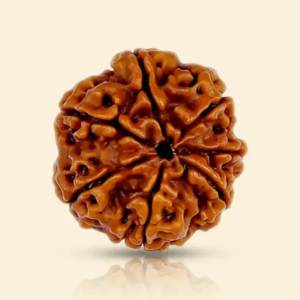 7 MUKHI RUDRAKSHA