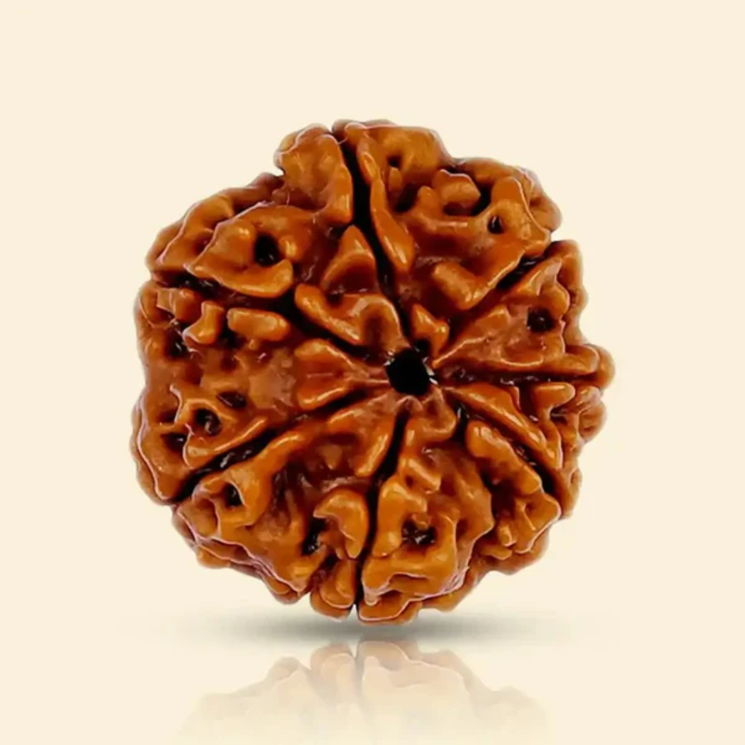 7 MUKHI RUDRAKSHA