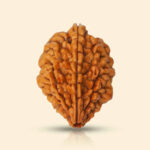 2 Mukhi Rudraksha