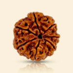 6 Mukhi Rudraksha